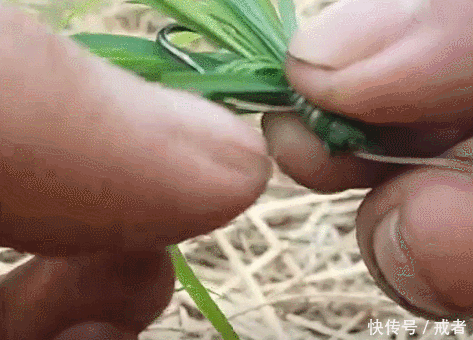 嫩草钓鱼,不用花钱买饵料就钓获一条草鱼,经济实用