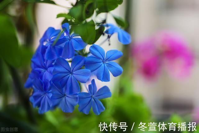 四季海棠|建议大家：逛花市碰到5种花，别犹豫，虽然便宜但巨好养