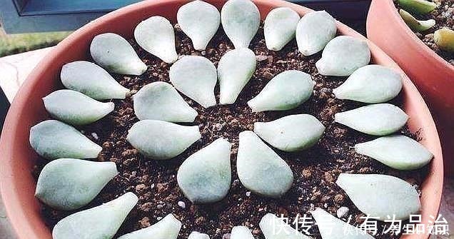 小齐|多肉叶插要“心狠”,不烂叶,出芽快,提高成活率,小苗挤满盆!