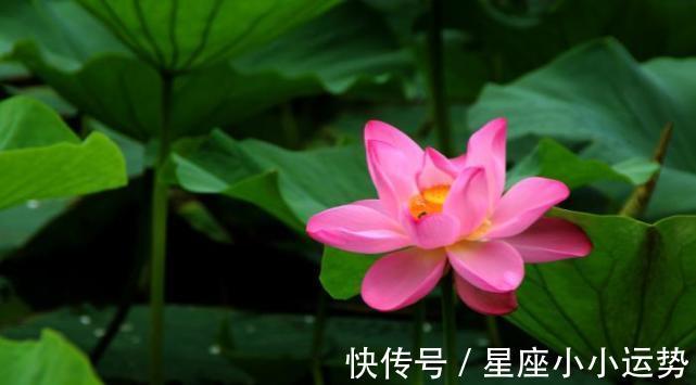 桃花|10月下旬，缘分与桃花两情相悦，收获真爱喜结连理的3生肖