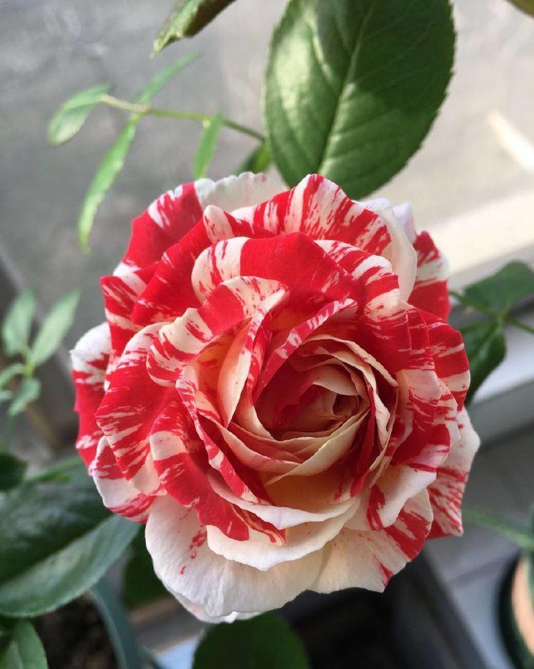 4种花超美的，谁见了都喜欢，美不胜收，值得入手