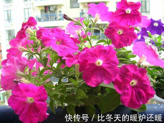 漂亮|3种花适合养在阳台,吊起来养更加漂亮,生命顽强能爆盆,美极了