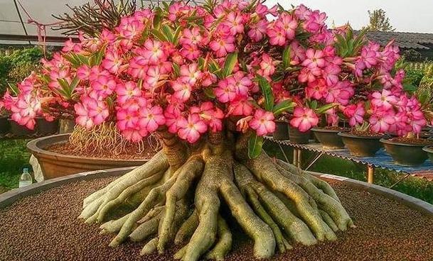 小技巧|盆栽养花小技巧碰到难题别退缩,学会4招就可轻松解决掉