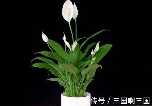 农历9月29日霜降后，养什么花？以下3种花，一帆风顺前程似锦