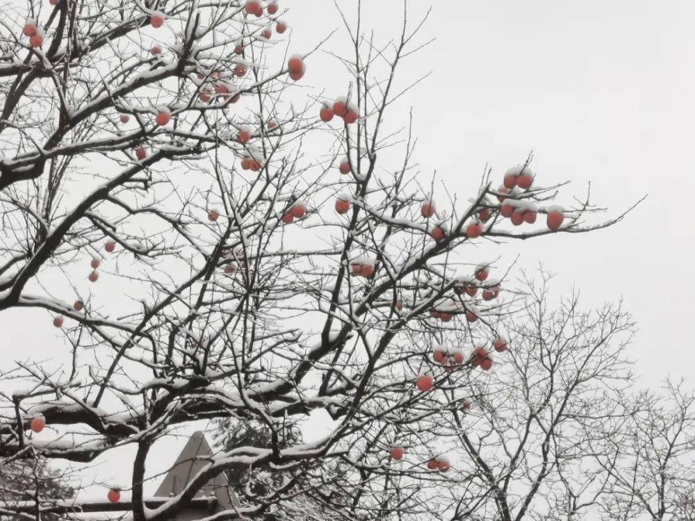 简直|雪中的泾阳，美得简直太...