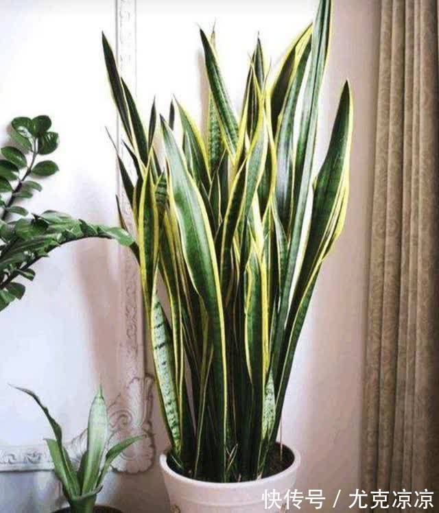 温馨|5种养人花,建议卧室养一盆,促睡眠“养精神”,温馨又大气