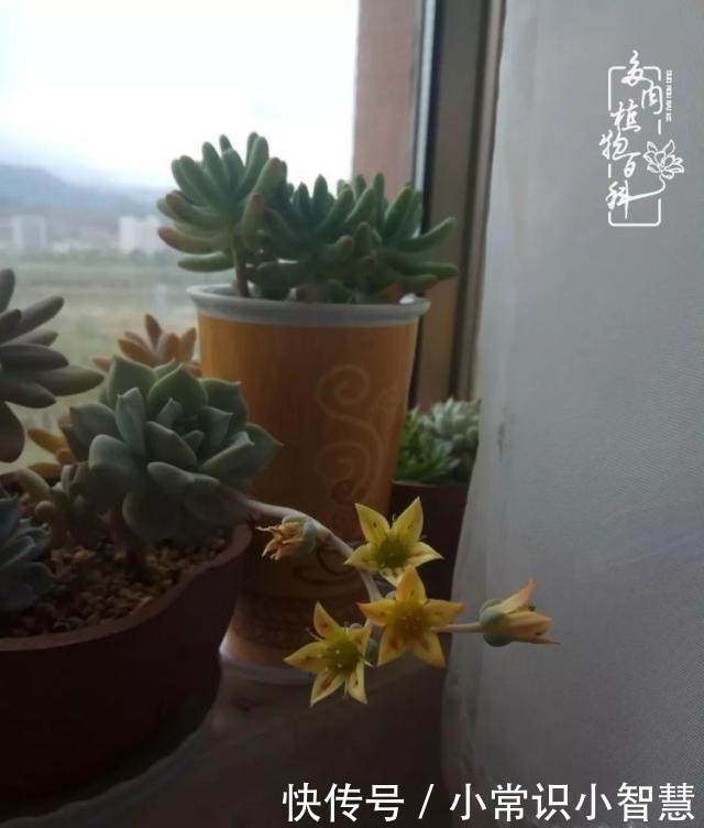 欧紫|我是多肉飘窗党,我来晚了!我是多肉飘窗党,我来晚了!