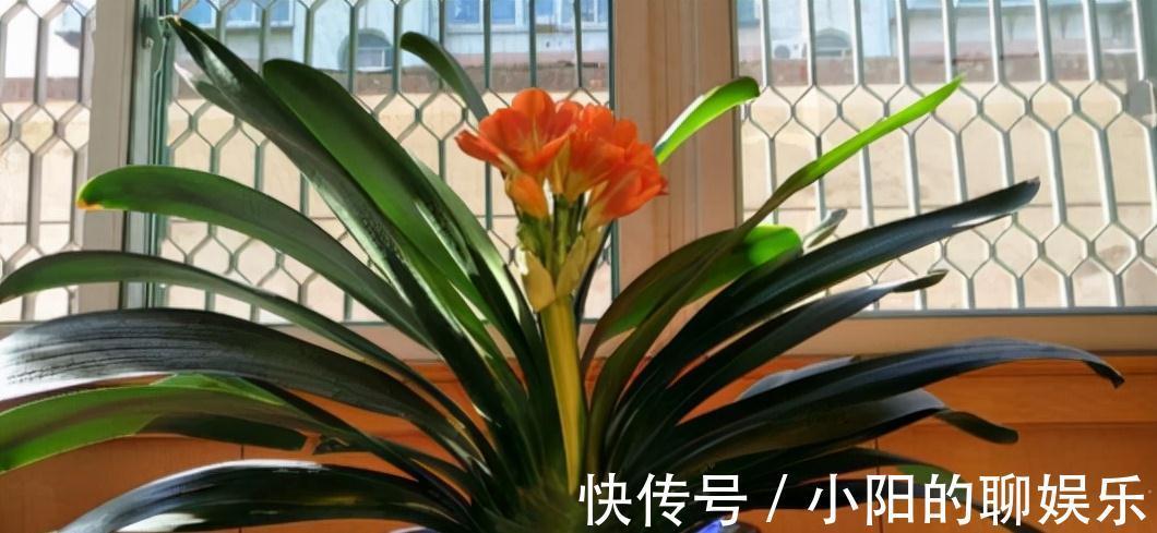 “寿命长”的11种花,好养寓意好,越养越值钱