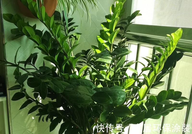 花卉|养花试试这款，枝叶翠绿油亮，花卉寓意非常好