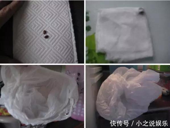 吃完这4种水果,我把籽扔花盆里,秒变小森林!