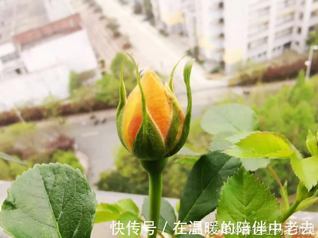 养花技巧公认难养的3种花,高手用经验告诉你,怎样快速开花
