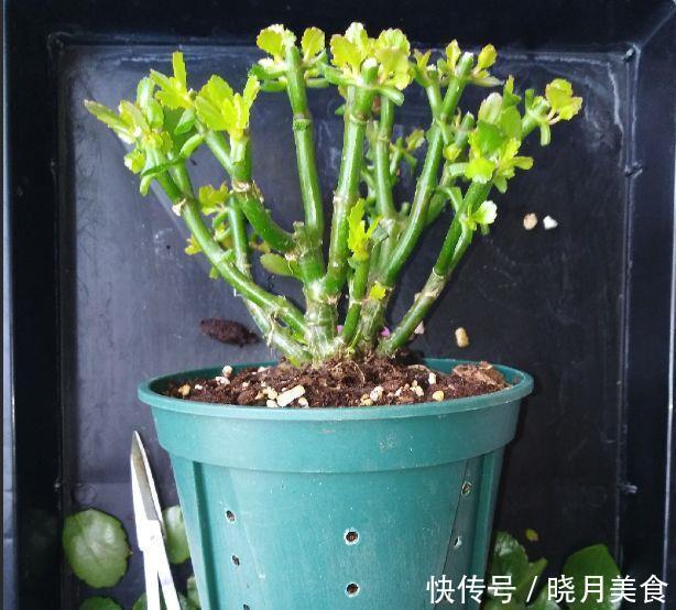 养花技巧:长寿开花不过瘾,学会1招,让它爆开1000朵