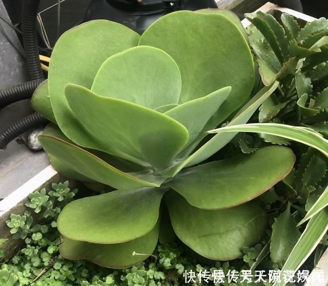 多肉|多肉徒长很好解决,照这几种方式来,状态差一点,至少不徒长