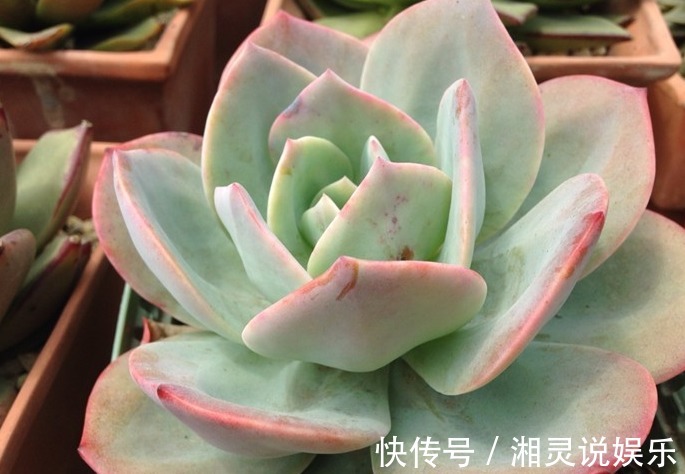 家中常备“巨无霸”多肉,养家里能撑场面,多肉爱好者们快养一盆