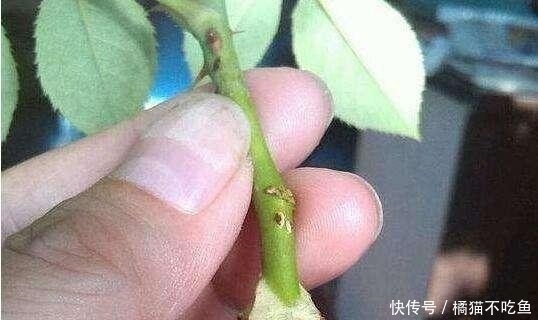 不用花钱买,1根枝条、1杯水,30天就能长出一盆大月季!