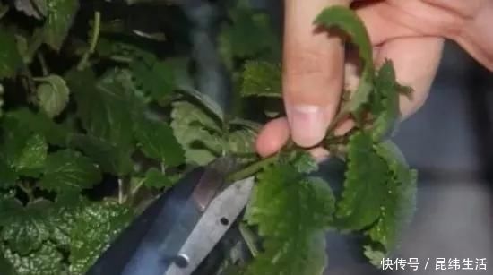 养花|养花爱好者看过来这15种花现在“扦插”,生根快,一个周就长芽