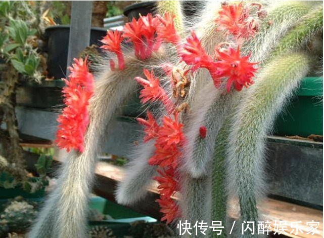 7种多肉吊起来养之后,家里多了七彩花帘,爆盆之后都非常好看