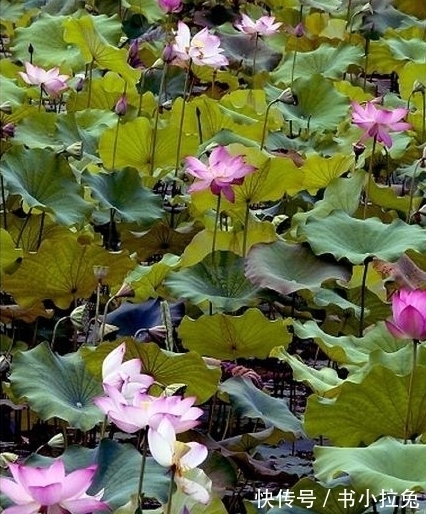 生肖|未来十天运势极好,诸事顺遂,一旺到来年三生肖