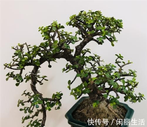 养金枝玉叶,年年都要剪,养成盆景价更高,越老越值钱