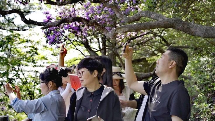 花开成海 大美倾城|尧山·杜鹃 | 杜鹃