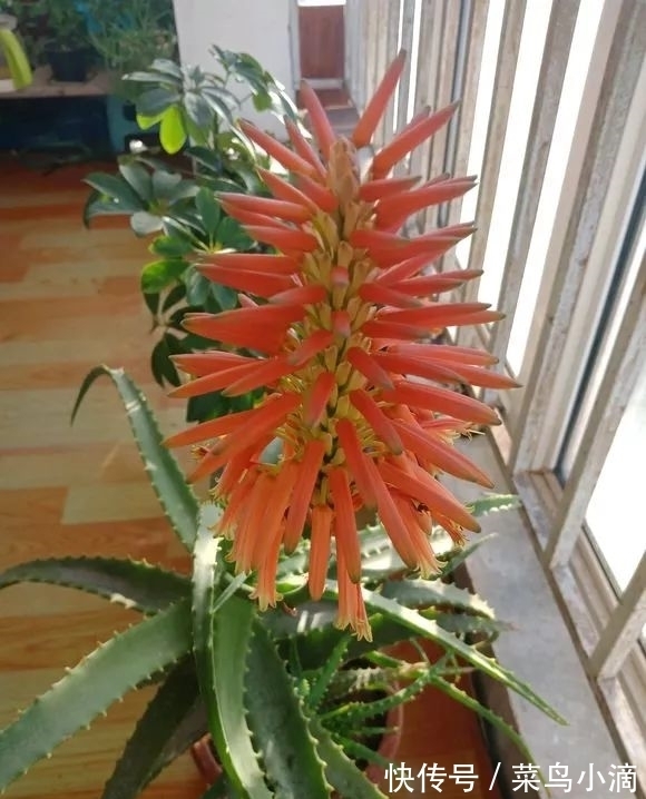 九种“皮实花”,多晒少管长得好,养成老桩更高档,绿萝没上榜