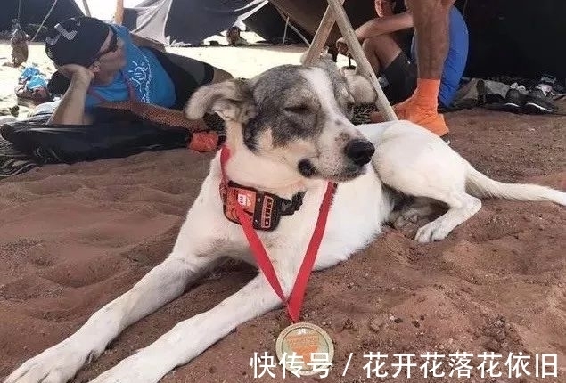 主辦方|奔跑在撒哈拉沙漠地獄馬拉松的一只狗