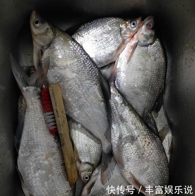 钓友|野钓鳊鱼时的实践技巧,老钓友详细讲解,非常实用