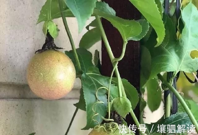 百香果|有1种“水果”,剪根枝条插土里,15天生根,结出果子“吃不完”
