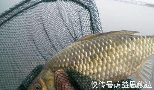 这东西常人难以接受,却是很不错的钓鱼饵料,钓鲫鱼鲤鱼效果绝佳