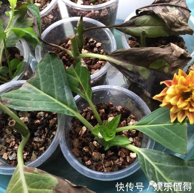 扦插|学会这种扦插法,2周生根,插什么活什么,太简单了!