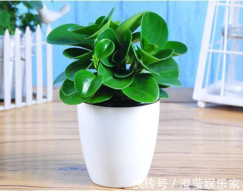 太阳|耐晒又耐热,这几种花夏天养,太阳越大晒得越美