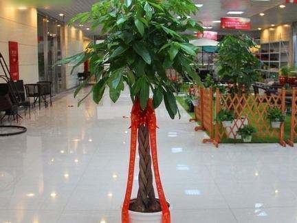 3种“好运”花,快来养一盆,好养爱爆盆,四季常油绿,招财又纳