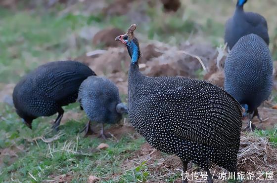 转恨|有约闻鸡同起舞灯前转恨漏声迟!
