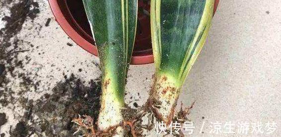 虎皮兰叶片发软,萎蔫躲不过4种情况,你做对了吗看看吧