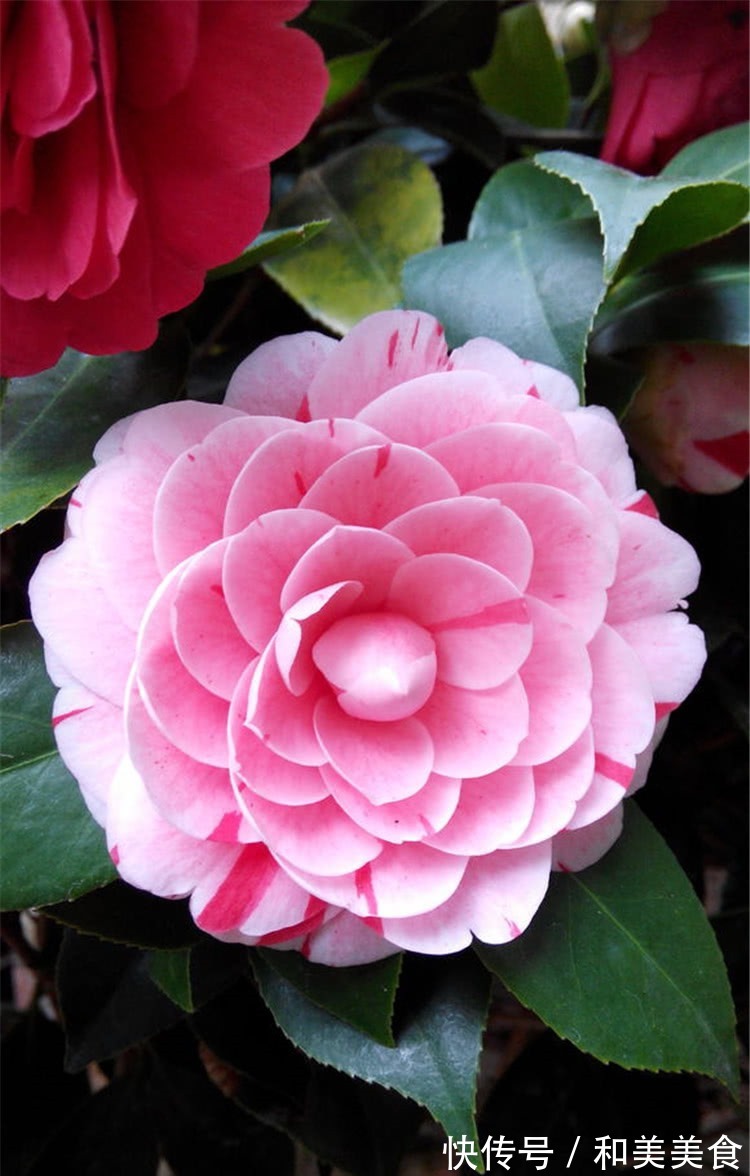 土壤|错用这几种土种茶花,难怪茶花老长不好,黄叶不开花!