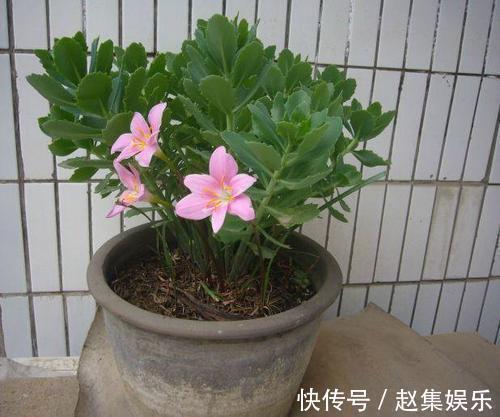 家家都有的液体,用来养花,半年不用施肥,养啥都爆盆!