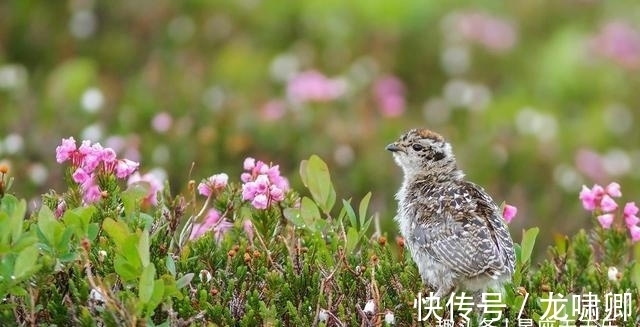 理财产品|财通四海，如日中天，贵人青睐，风举云摇的四大属相