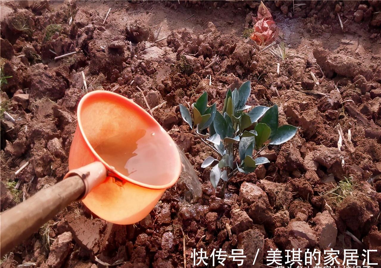浇水|想要养好花先要养好根,根养好了,花儿才能长得旺,开花多