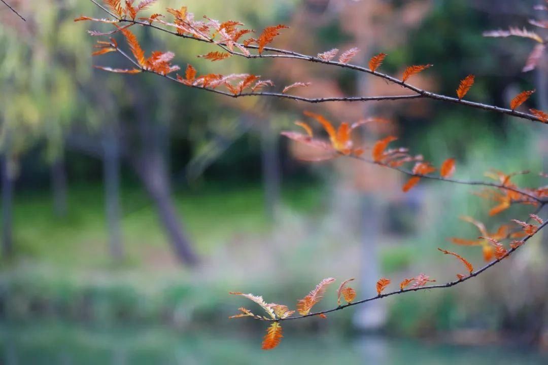 童话|初冬闵行的两座公园，一座厚重如油画，一座飘逸似水彩，美得像童话