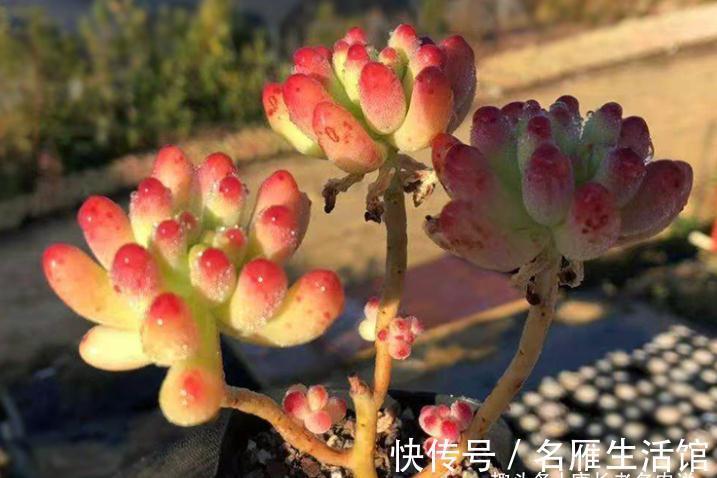 以至深秋，养一棵乙女心多肉老桩，冬天叶片就像QQ糖一样红润通透