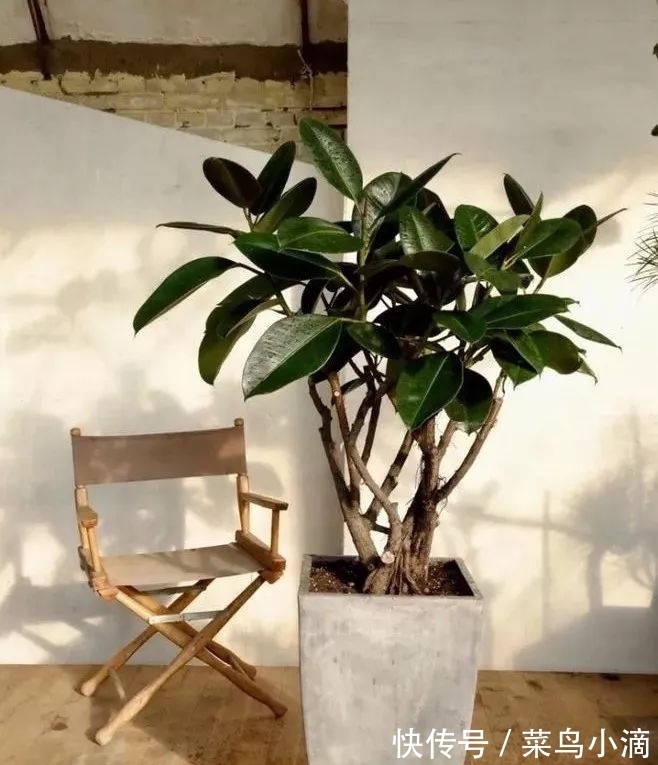 九种“皮实花”，多晒少管长得好，养成老桩更高档，绿萝没上榜