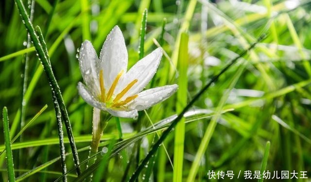 养了就“稳赚”的4种花,一盆变多盆,多盆变无数盆!