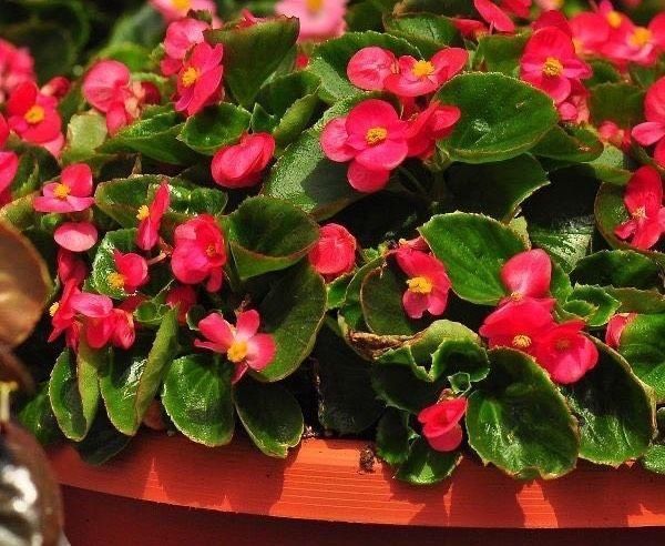 长出更多|这6种花,要经常“摘心”,分枝多开花多,株形更丰满