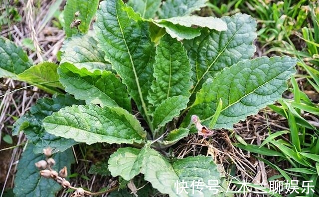 野菜|李时珍说它“服之面如桃花，轻身不老”，长在路边却少人识