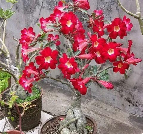 这三种花，一定要舍得晒，越晒越长花苞！