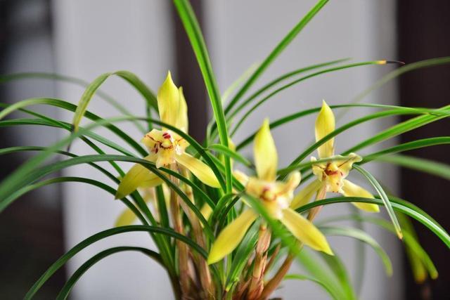 兰花抱怨养不好，重点养好“根茎”，来点肥浇点水，呼呼冒新芽