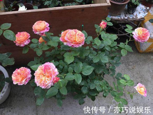 太阳花|耐晒又耐热，这几种花夏天养，太阳越大晒得越美