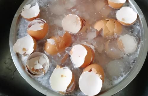 好好学习|变废为宝妙招:这么用鸡蛋壳,养花盆、肥全都有了