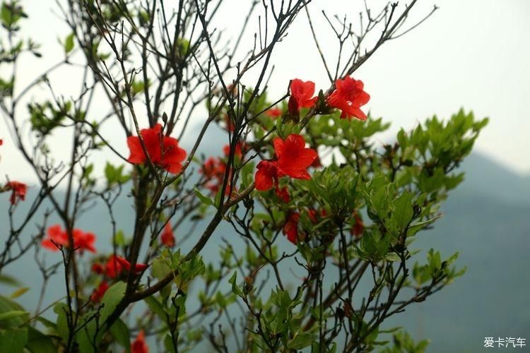 杜鹃花开芬芳自来。