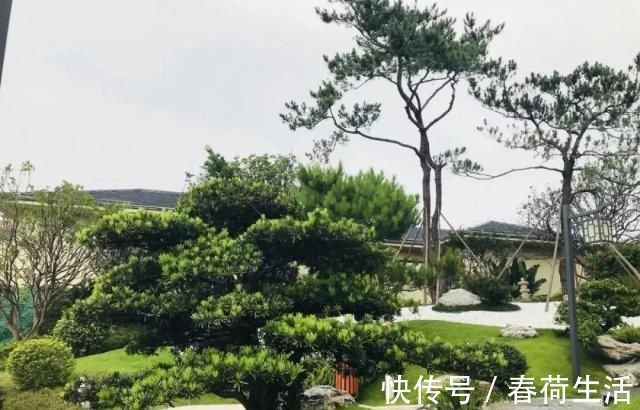 种树|院子里别乱种树,海棠“富贵满堂”,桂花“出贵子”,旺运添福